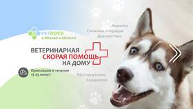 Как сделать паспорт для кота в Глория Джинс